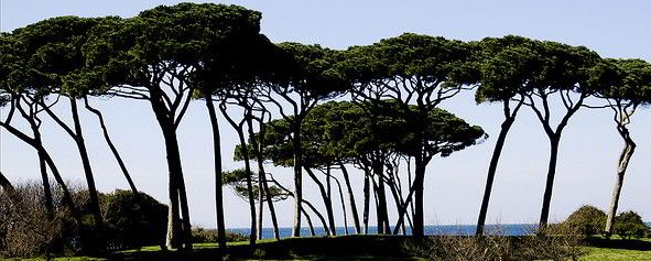 Beautiful maritime pines in Baratti, Toscana Italia